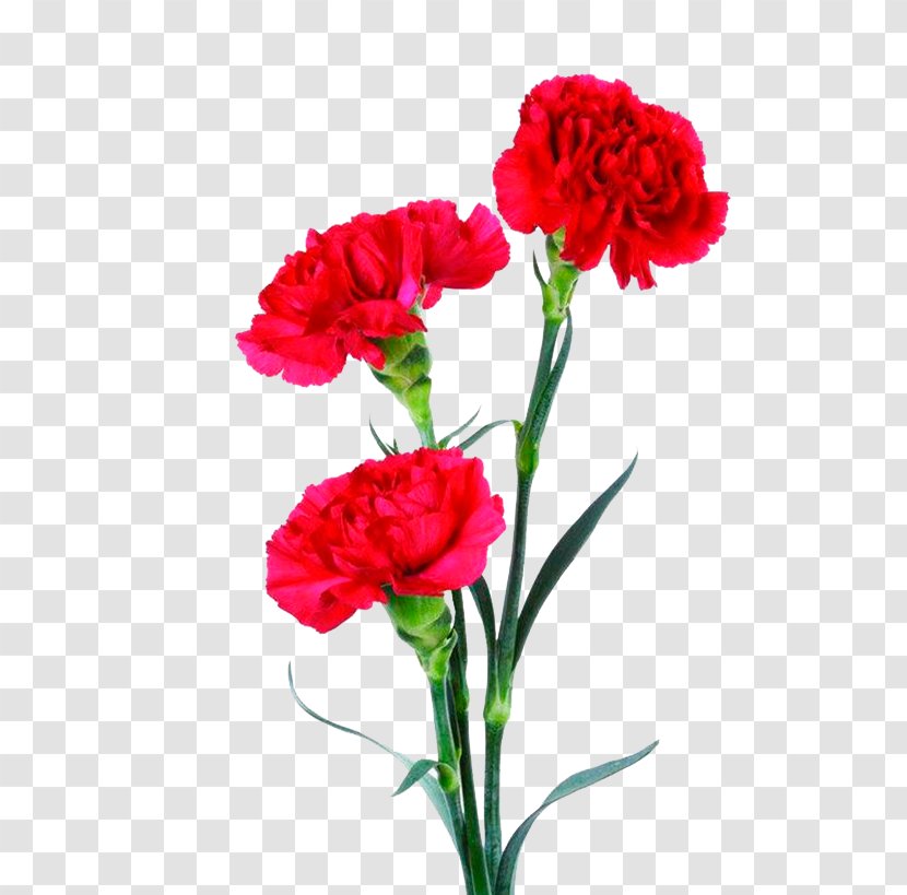 Bouquet Of Flowers Drawing - Prince Wales Feathers - Caryophyllales Geranium Transparent PNG