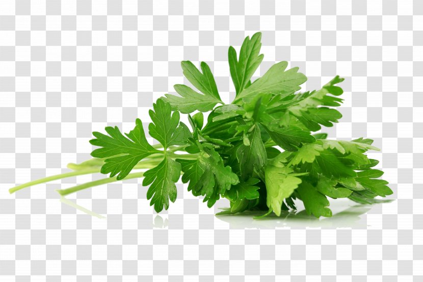 Parsley Celery Coriander Vegetarian Cuisine Herb - Leaf - Green Herbs Transparent PNG