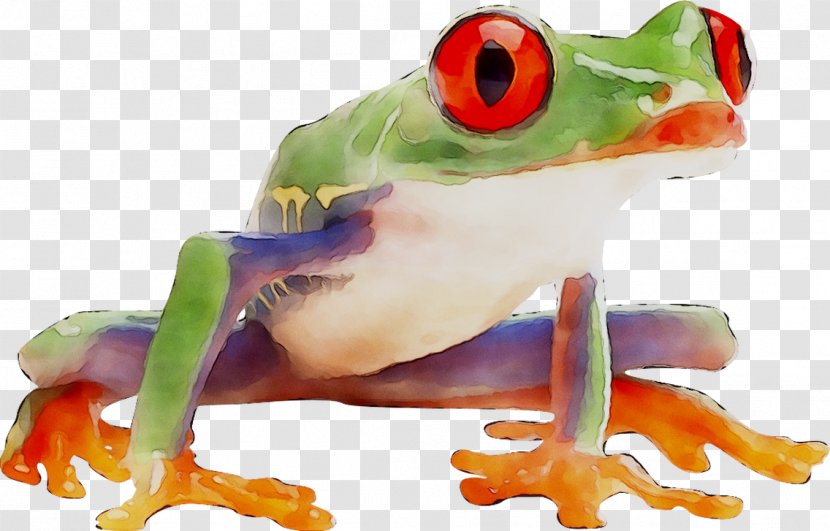 Tree Frog True Product - Agalychnis Transparent PNG