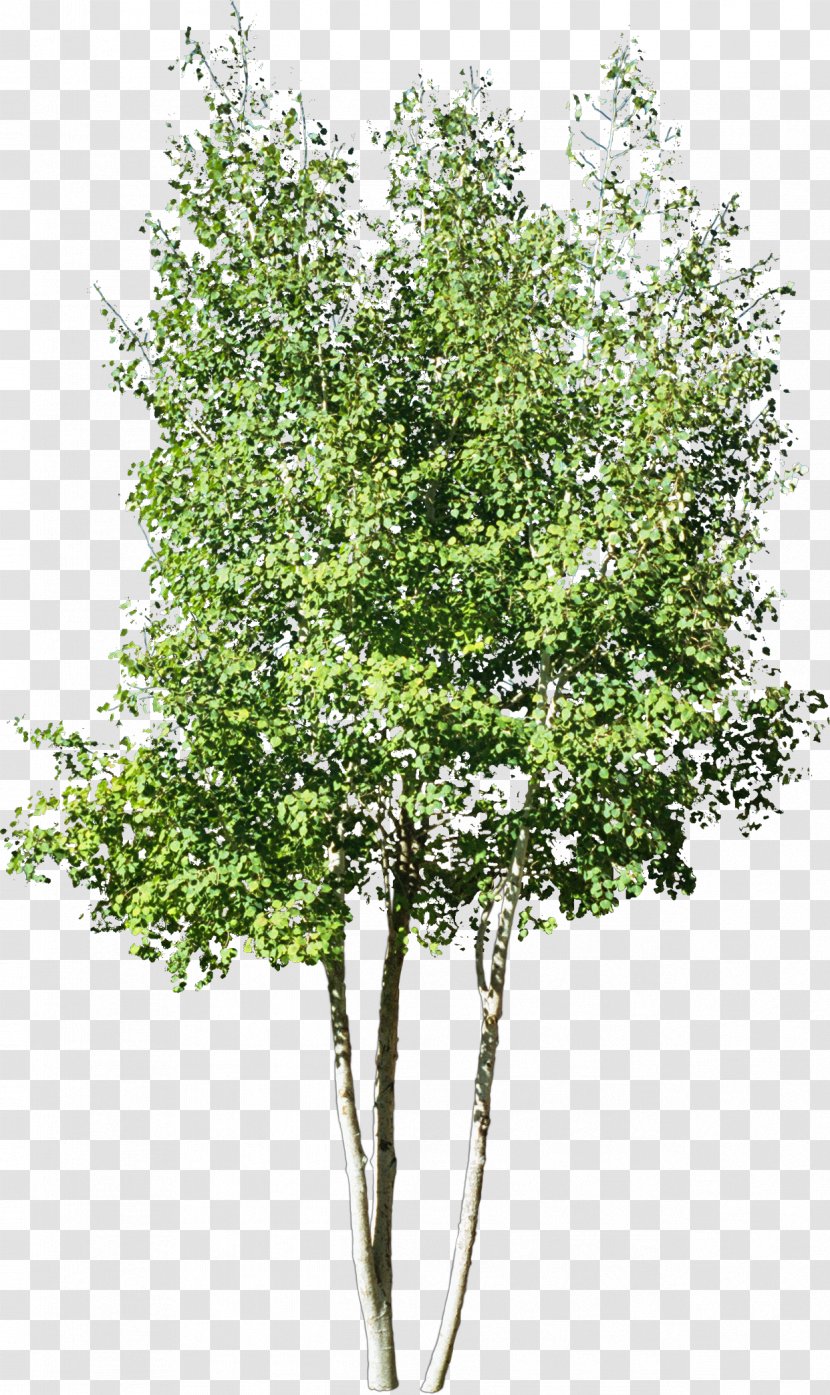 Stock Photography Tree Drawing Royalty-free - Shrubs Transparent PNG