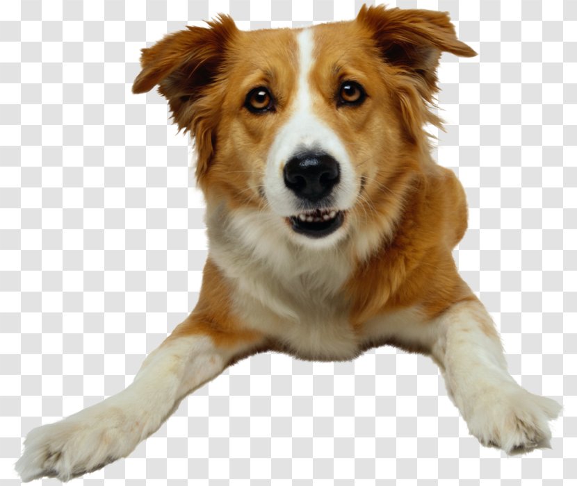 Dog Training Animal Pet Obedience Trial - Domestic Transparent PNG