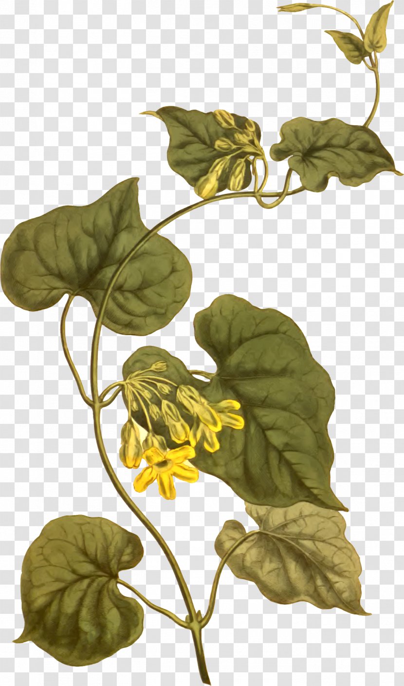 Telosma Cordata Leaf Taxon Africana Botany - Flora - Floral Creeper Transparent PNG