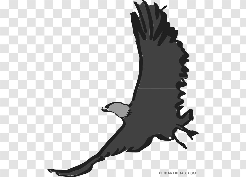 Bird Clip Art Bald Eagle Beak - Of Prey Transparent PNG