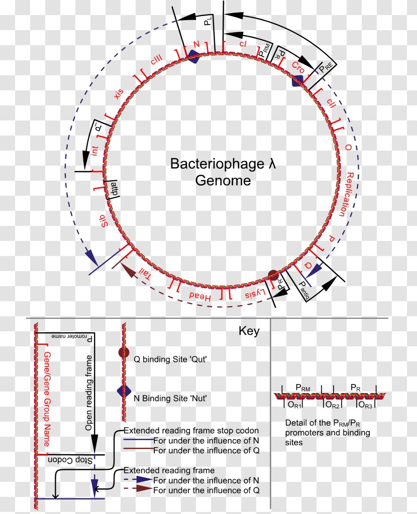 A Genetic Switch Lambda Phage Bacteriophage Genome - Structure - Gene Transparent PNG