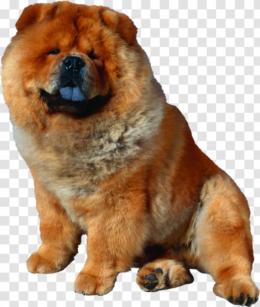 Chow Puppy Dog Breed Shiba Inu - Ancient Breeds - Shepherd Transparent PNG