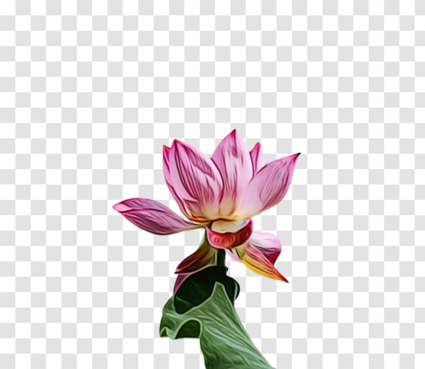 Plant Stem Aquatic Plant Cut Flowers Sacred Lotus Nelumbonaceae Transparent PNG