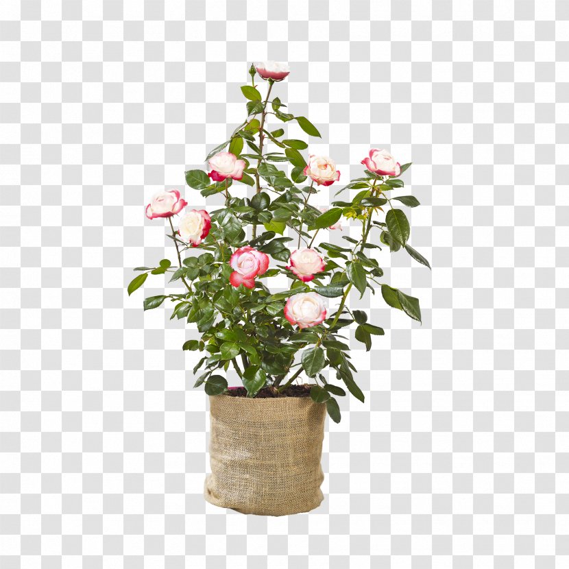 Rose Family Flowerpot Floral Design Cut Flowers - Shrub - Gerbera Blütenblätter Transparent PNG