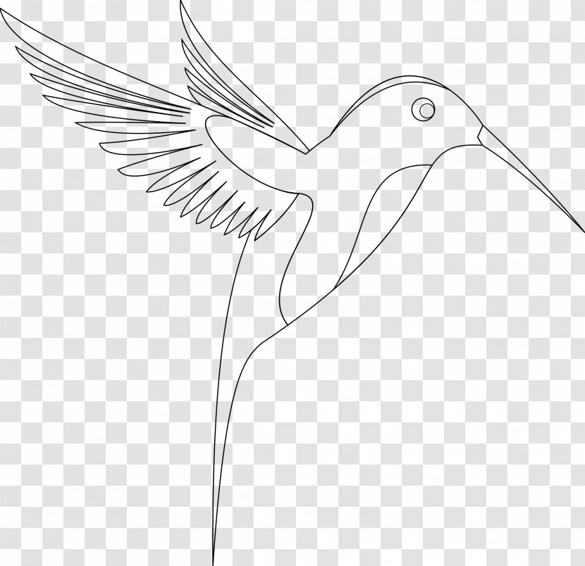 Hummingbird Sketch - Wildlife - Contour Clipart Transparent PNG