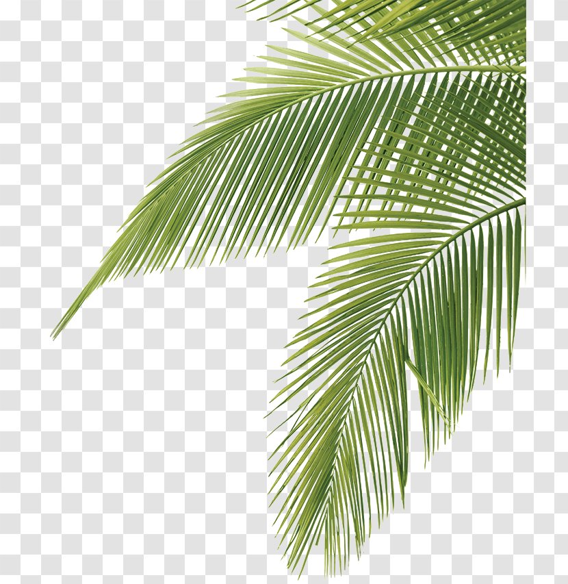 Arecaceae Leaf Frond Clip Art - Pattern - Coconut Leaves Green Transparent PNG