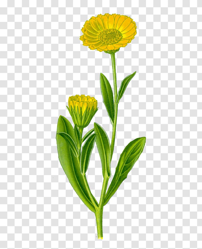 English Marigold Officinalis Medicinal Plants Herb Medicine - Plant - Calendula Transparent PNG