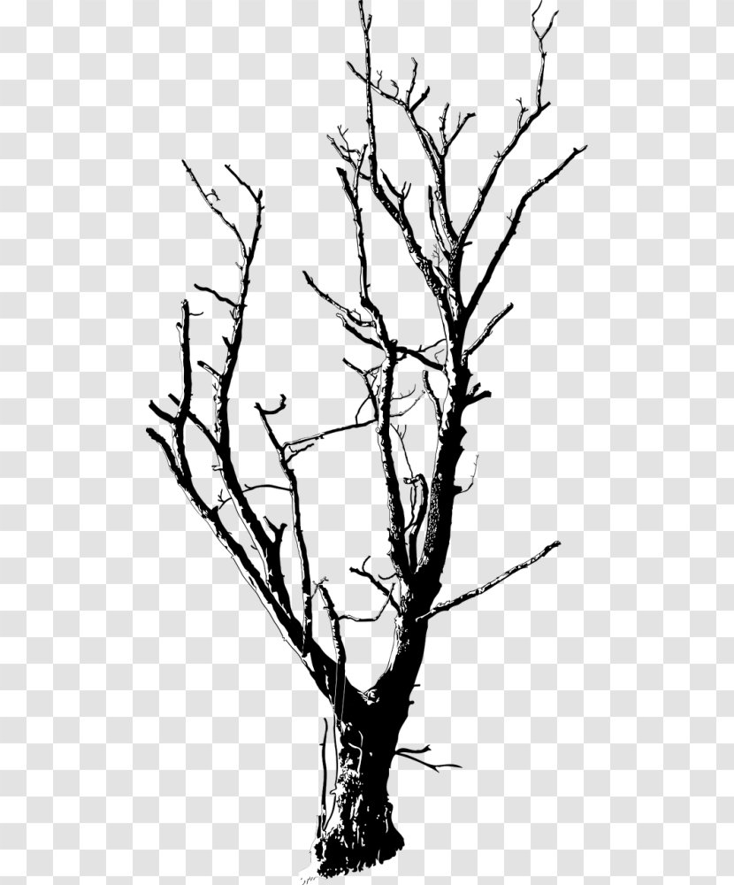 Clip Art Vector Graphics Drawing Branch - Tree Transparent PNG