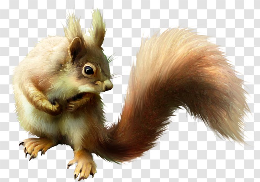 Tree Squirrel Chipmunk Fox Cat - Fur - Guts Transparent PNG
