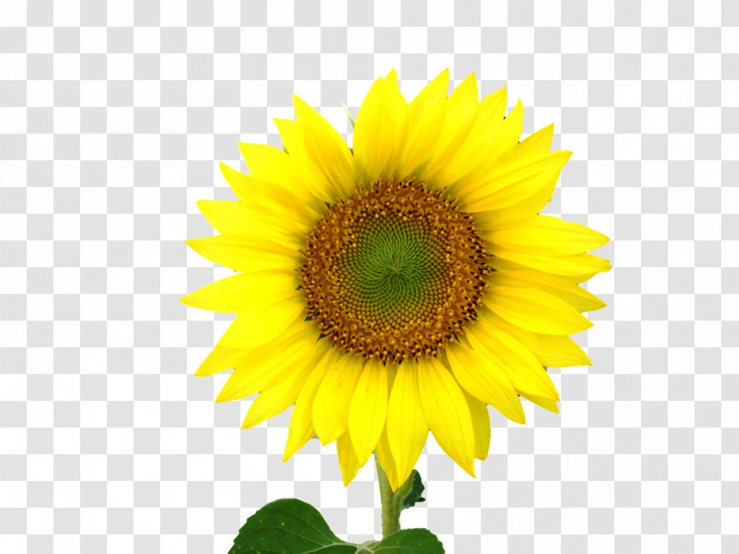 Common Sunflower Seed Clip Art - Sun Flowers Transparent PNG