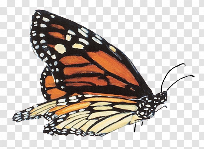 Monarch Butterfly School, Montana Symbol - Organism Transparent PNG