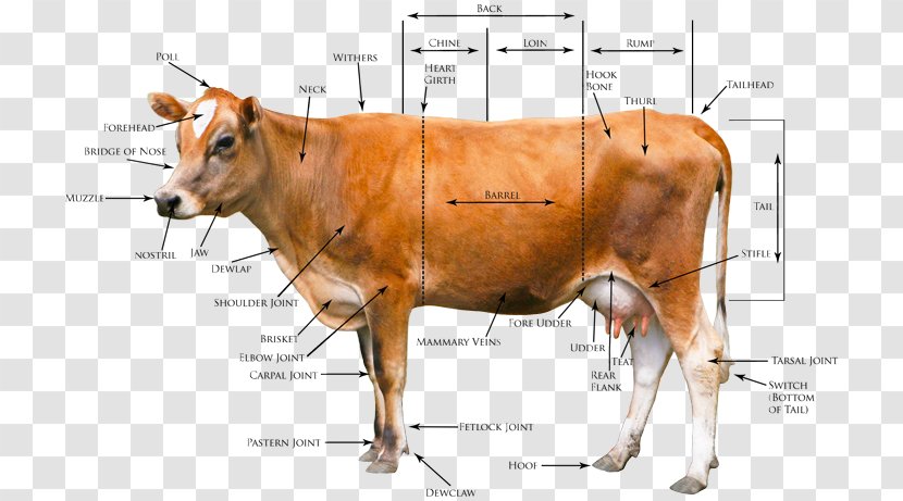 Jersey Cattle Beef Highland Goat Holstein Friesian - Cow Family - Parts Of The Body Transparent PNG