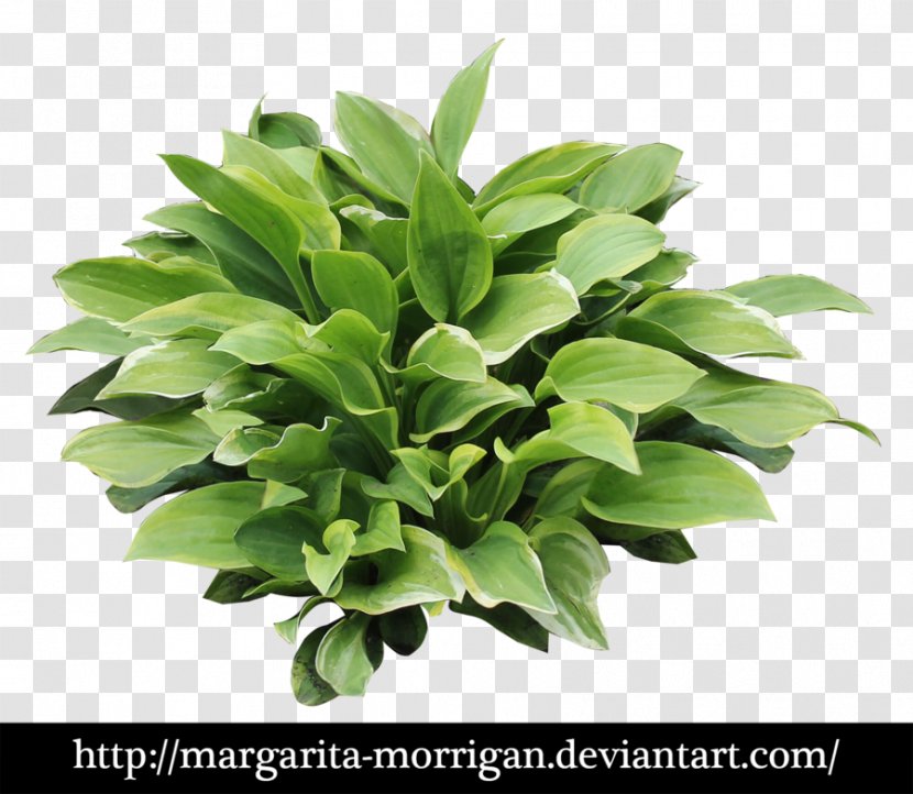 Margarita Plantain Lilies Shrub - Herb Transparent PNG