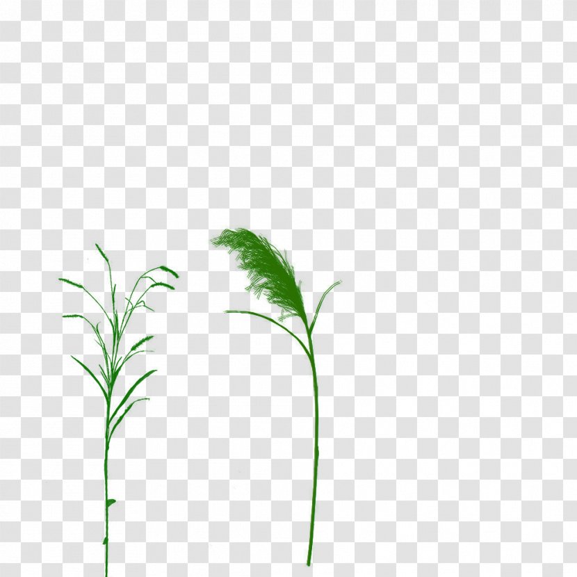 Grasses 0 Lawn Drawing Leaf Transparent PNG