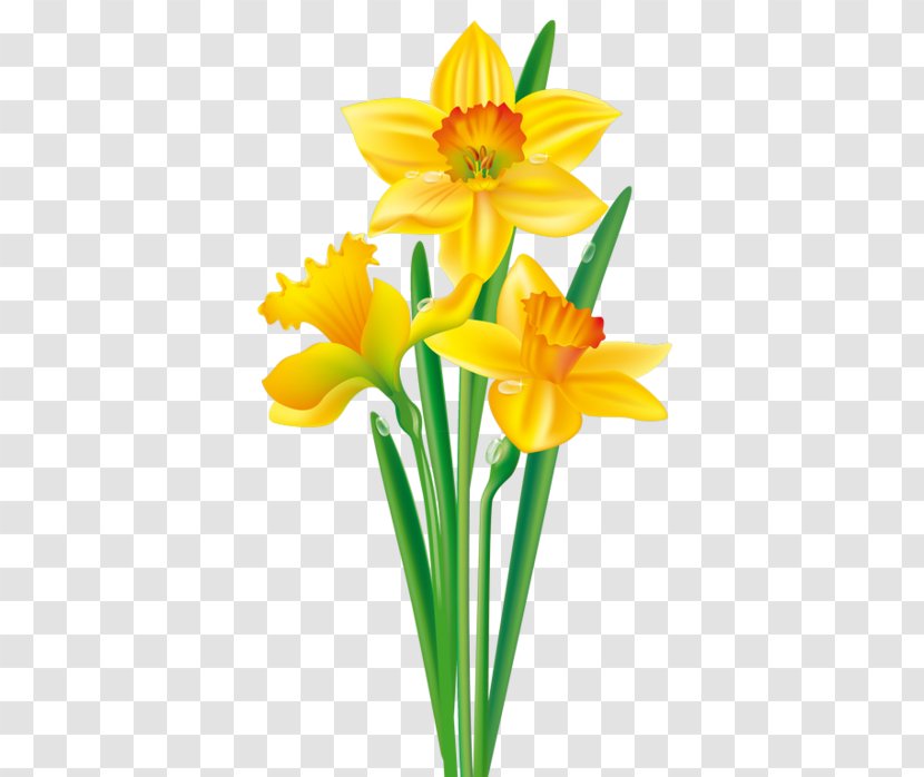 Daffodil Flower Tulip Drawing Clip Art - Narcissus Transparent PNG