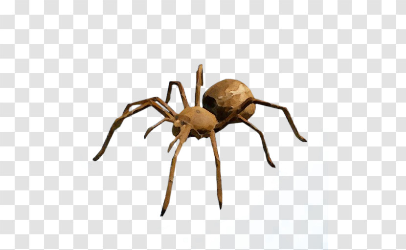 Spider Insect Araneus Cavaticus Arachnid Wolf Spider Transparent PNG