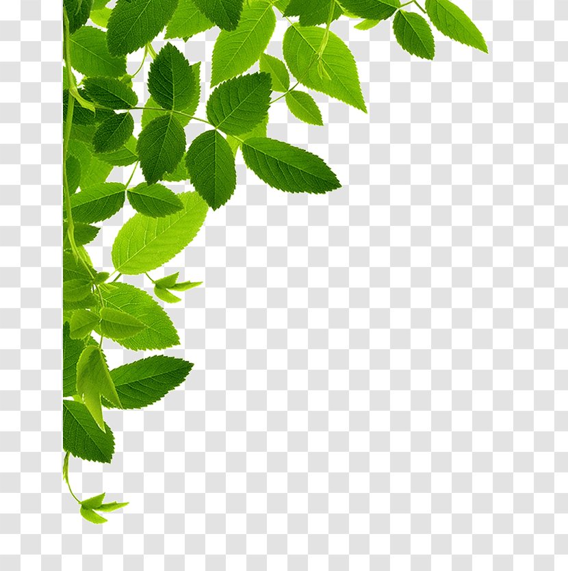 Stock Photography Let's Go Green Food Business - Branch - Ira Inc Transparent PNG