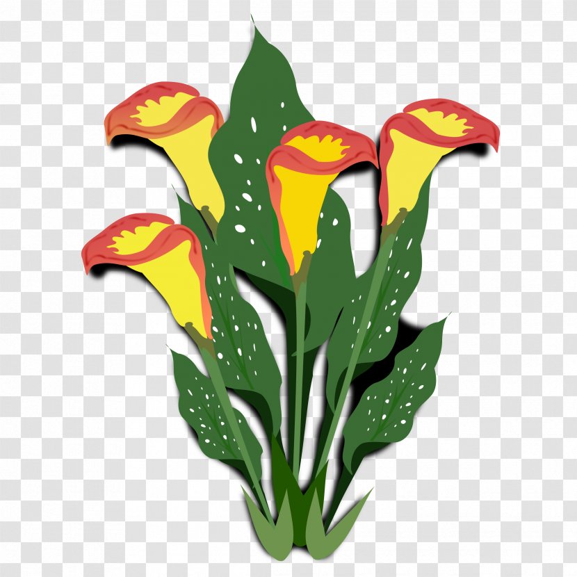 Flower Arum-lily Clip Art - Leaf - Flora Transparent PNG
