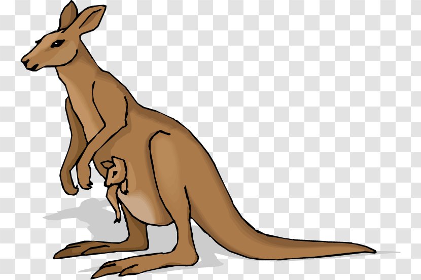 Joey Kangaroo Clip Art - Mammal - Cartoon Transparent PNG