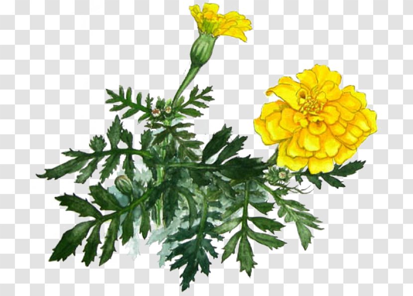 Marigold Yellow Chrysanthemum - Plant Transparent PNG