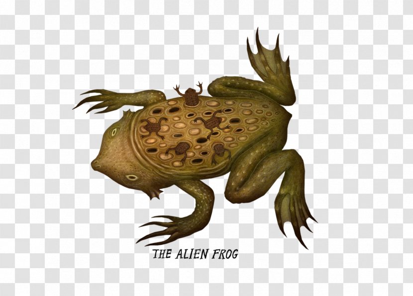 Toad True Frog Surinam Horned Transparent PNG