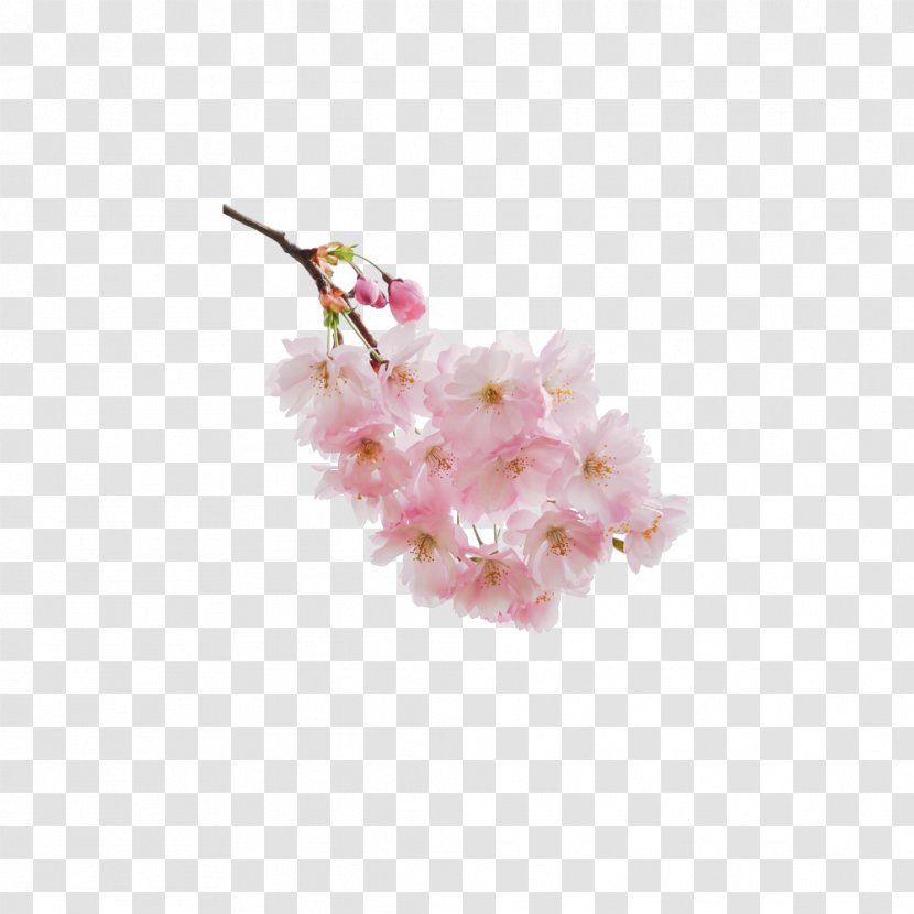 Cherry Blossom Download - Flower - Bunch Of Transparent PNG