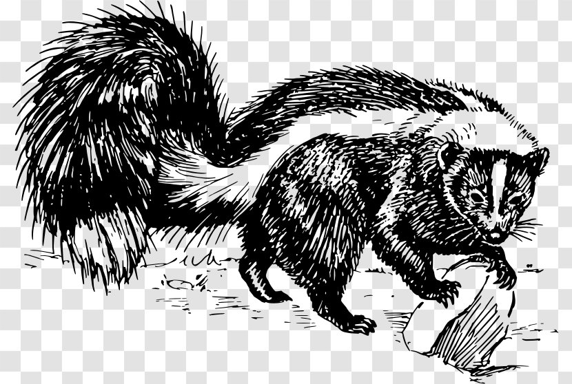 Striped Skunk Spotted Drawing Black And White - Fauna Transparent PNG