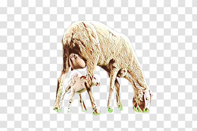Sheep Sheep Wildlife Cow-goat Family Transparent PNG