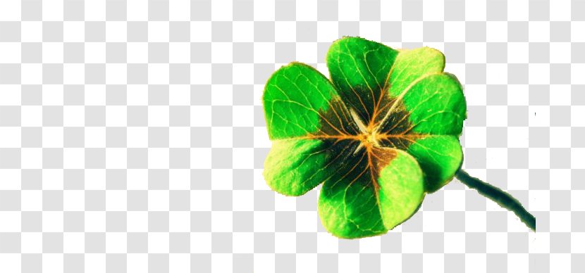 Luck Four-leaf Clover Display Resolution Wallpaper - Mobile Phone - Lucky Free To Pull The Material Transparent PNG