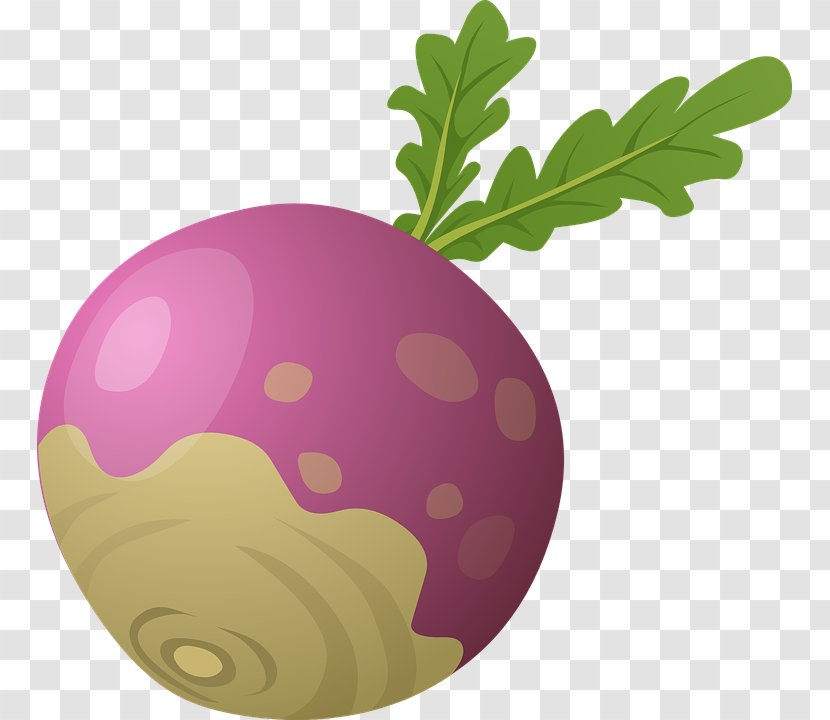 The Gigantic Turnip Vegetable Clip Art - Food - Beet Transparent PNG