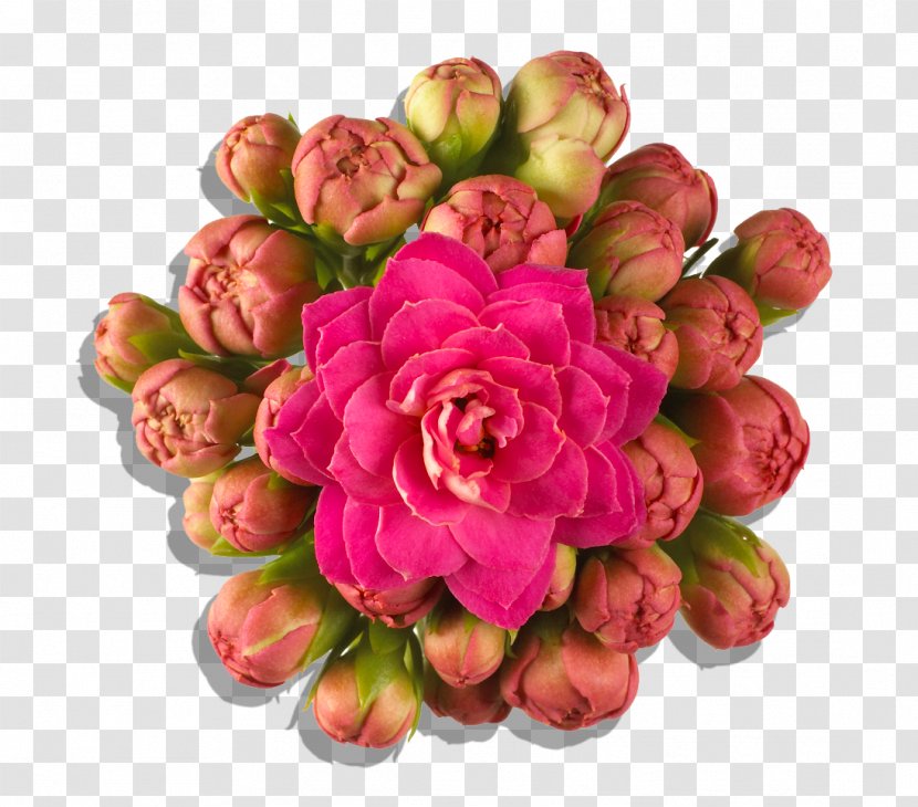 Floral Design Florist Kalanchoe Cut Flowers Petal - Flower Bouquet Transparent PNG