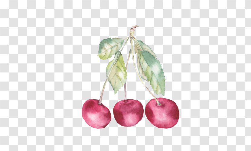 Watercolor Painting Auglis Cherry Illustration - Grape Transparent PNG