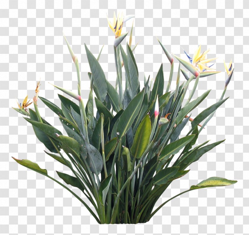 Strelitzia Reginae Plants And Their Names Flower - Grasses - Hills Transparent PNG