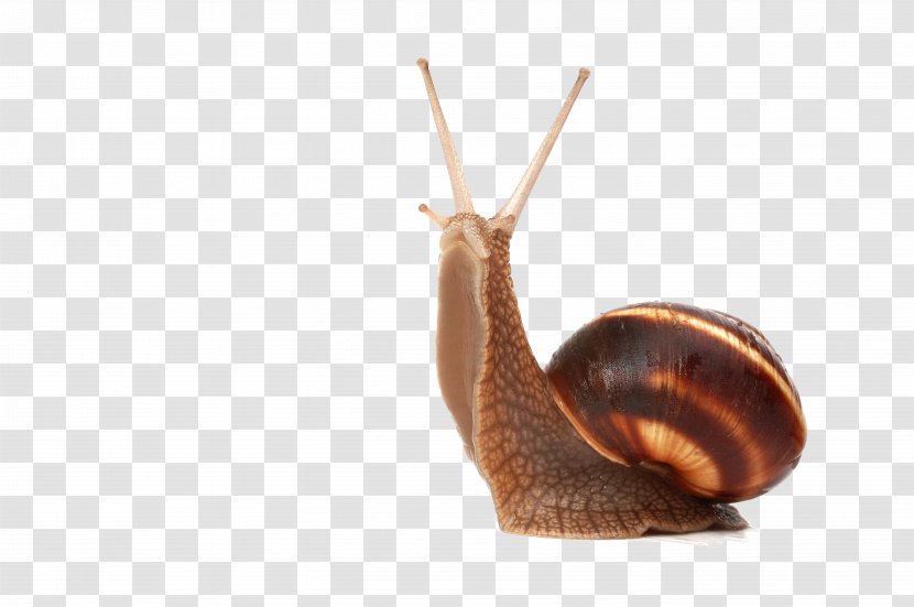 Snail Slug Photography - Stock - Snails Transparent PNG