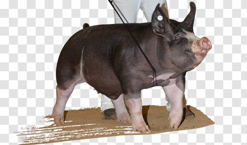 Domestic Pig Snout Dog Breed - Like Mammal - Boar Transparent PNG
