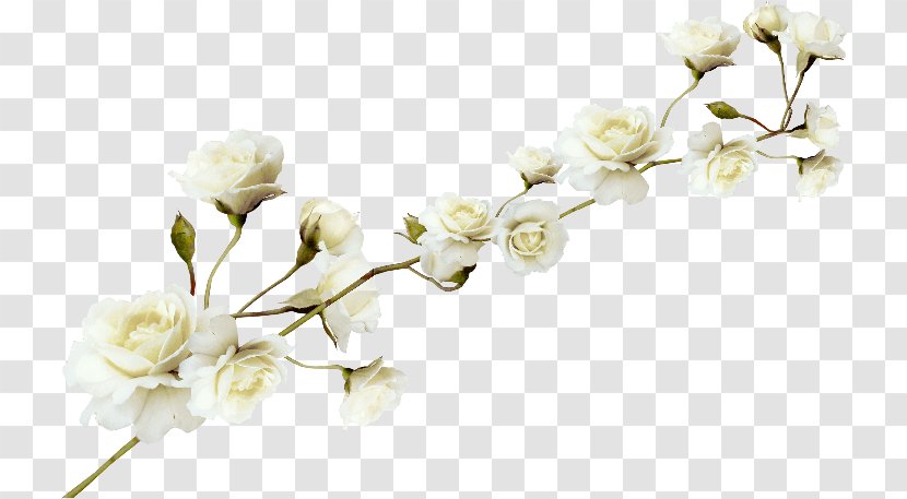 Flower - Petal - White Pattern Transparent PNG