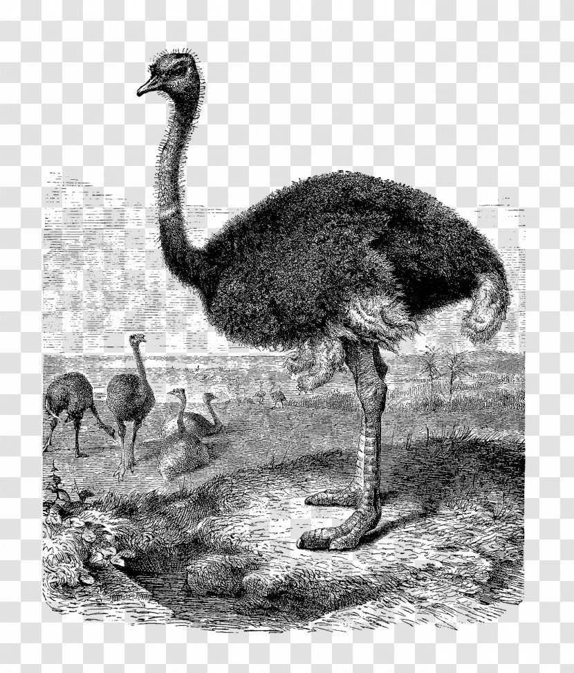 Common Ostrich Greater Rhea Ratite Clip Art Transparent PNG