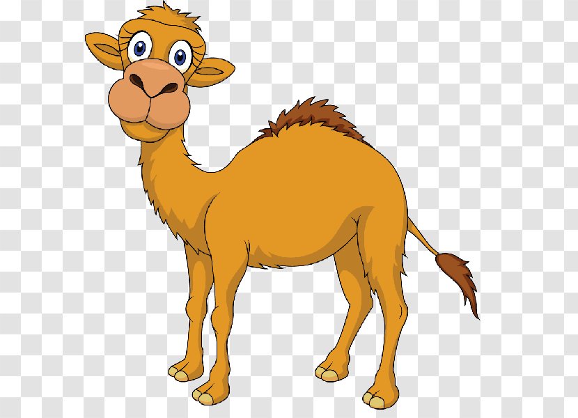 Camel Royalty-free Clip Art - Snout Transparent PNG