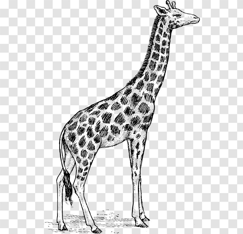 Giraffe Drawing Line Art Clip - Vertebrate - Sketch Transparent PNG