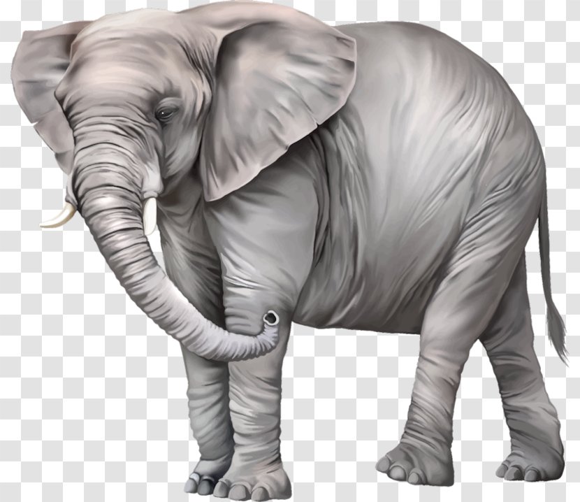 Elephantidae Desktop Wallpaper Clip Art - Wildlife - Weight Baby Transparent PNG