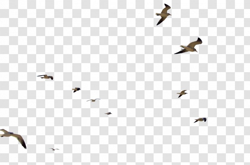 Bird Flight Flock - Photography - Gull Transparent PNG