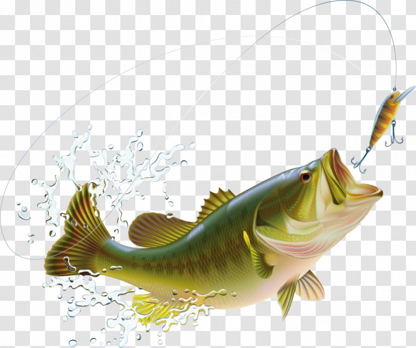 Largemouth Bass Fishing Illustration - Fish - Cartoon Vector Splash And Spray Transparent PNG