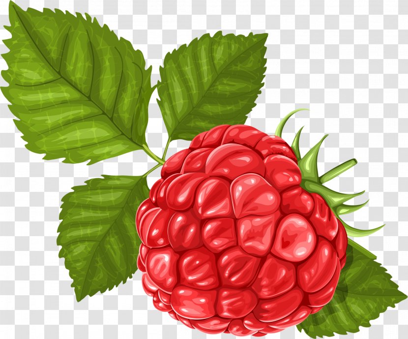 Raspberry Clip Art - Food - Hand-painted Transparent PNG
