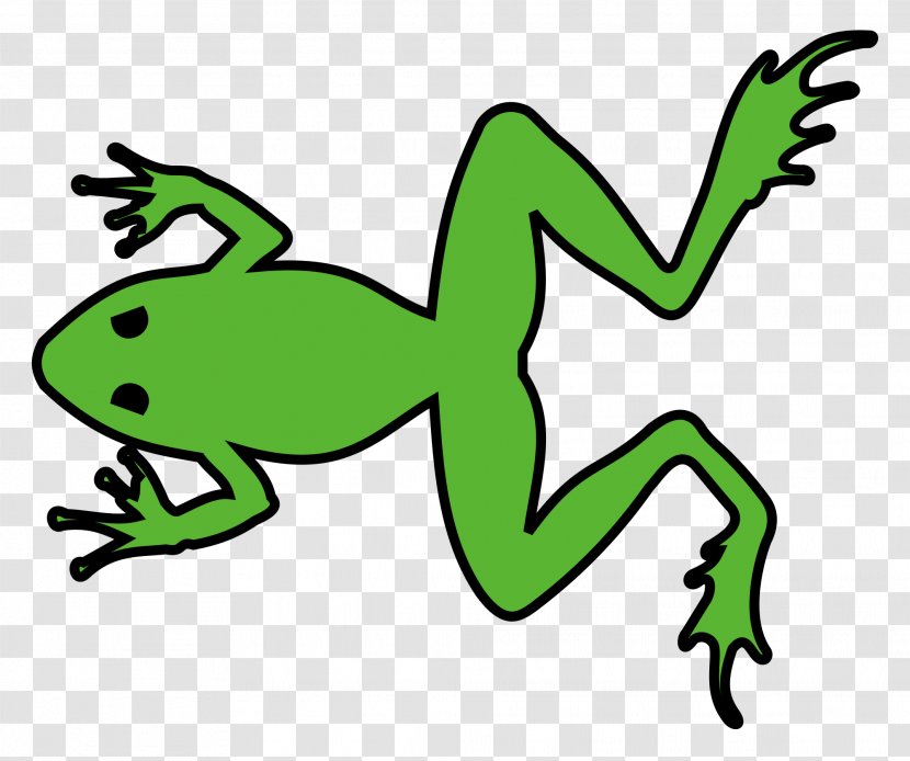Amphibian France Grenouille Verte Frog Rainette Transparent PNG