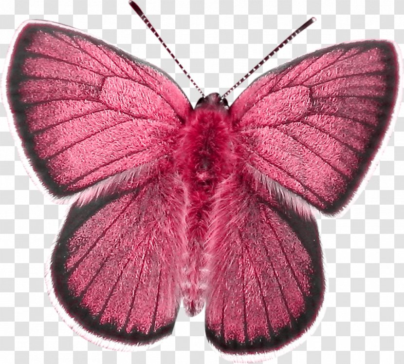 Butterfly Insect Nymphalidae Moth Clip Art - Pink Transparent PNG