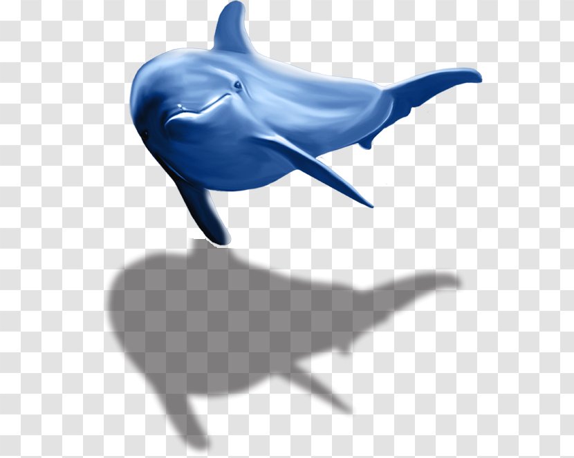 Common Bottlenose Dolphin Tucuxi Wholphin Porpoise - Whale Transparent PNG