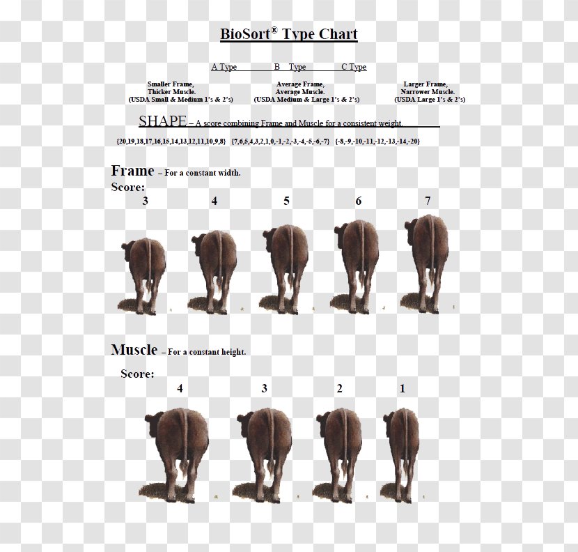 Cattle Font - Elephants And Mammoths - Hereford Transparent PNG
